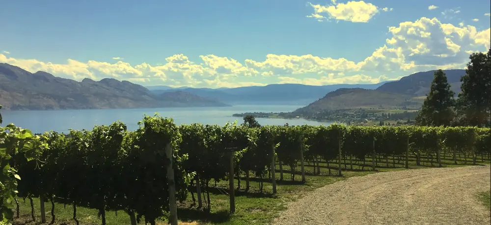 Okanagan vineyard above the lake